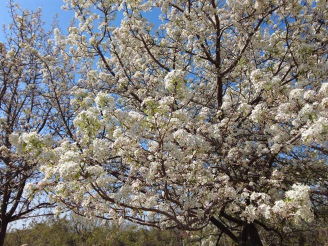 「豆梨」来了。（图／林试所提供）
