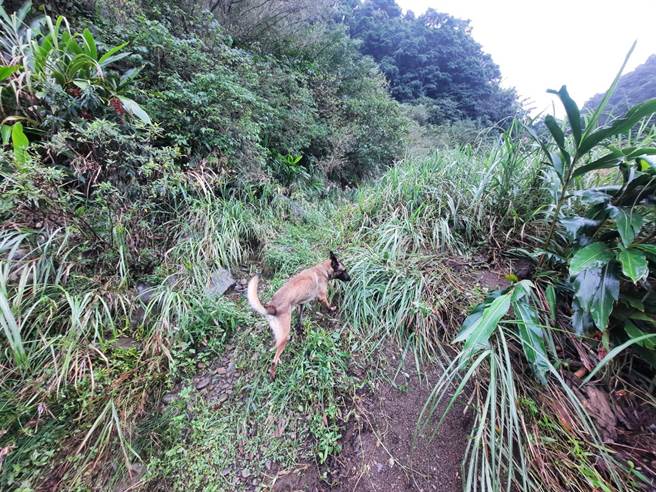 警消带着搜救犬从六和桥至畚箕湖间、黑龙潭至乌嘴长潭河岸草丛各搭配2组犬队强力搜索。(新北市消防局提供)