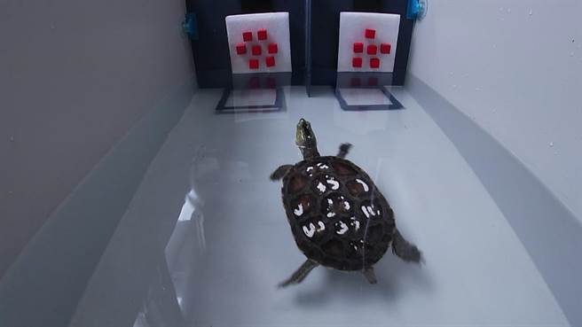 乌龟不只具备学习能力，还拥有数感，可以分辨数字到9与10的差异。(台师大提供／李侑珊台北报导)