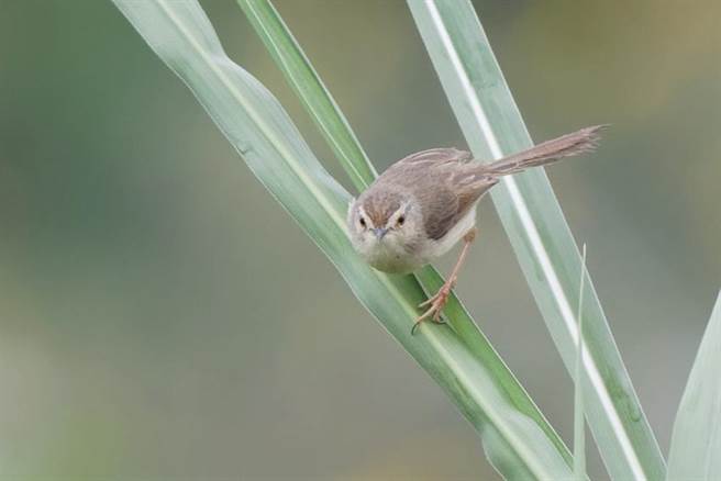 褐头鹪莺。（图／农委会提供）
