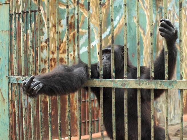泰國曼谷商場頂樓蓋了一間動物園，囚禁一隻大猩猩與其他動物，生活環境並不佳，讓動保人士看了非常心疼。(示意圖/達志影像)