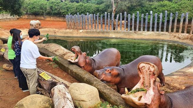 六福村推出全台首創的「河馬體驗套票1,050元」，看著河馬家族張大嘴巴等待餵食，超呆萌模樣秒圈粉。（圖／六福旅遊集團提供）