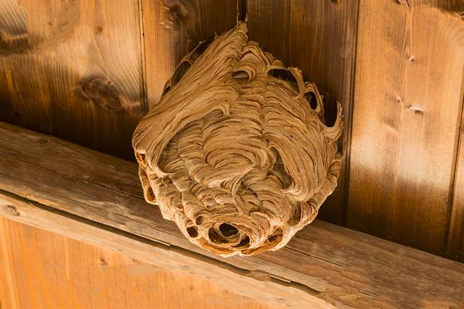 英國一名除蟲專家在民宅中發現一顆高達91公分的巨大蜂巢。(示意圖/達志影像)