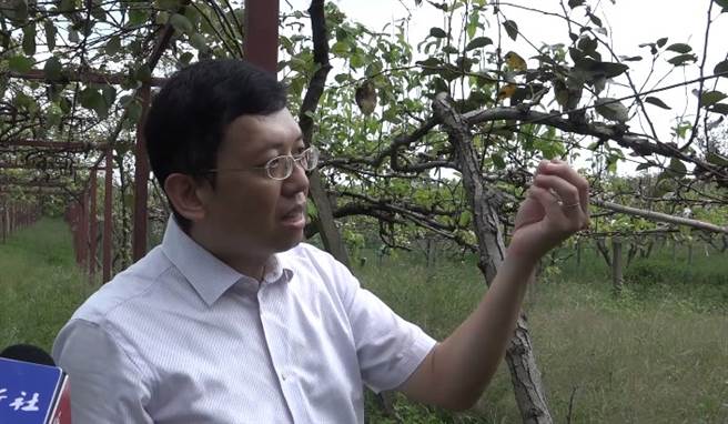 謝俊興介紹梨園景色 / 圖片提供：中新社