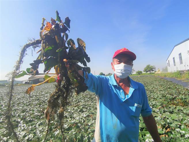 官田黃姓菱農表示，今年8分地菱角一期花採收倒虧10多萬。（劉秀芬攝）