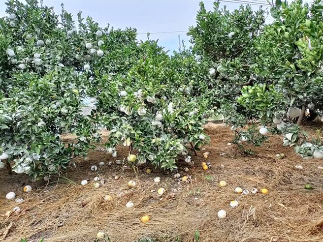 東勢茂谷柑裂果、落果嚴重，初步災損狀況約3成，果農憂心血本無歸。（陳淑娥攝）