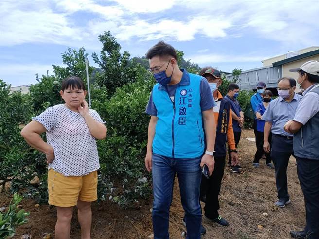 東勢茂谷柑裂果、落果嚴重，初步災損狀況約3成，果農憂心血本無歸。（陳淑娥攝）