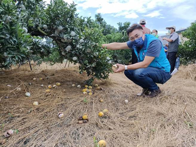 東勢茂谷柑裂果、落果嚴重，初步災損狀況約3成，果農憂心血本無歸。（陳淑娥攝）