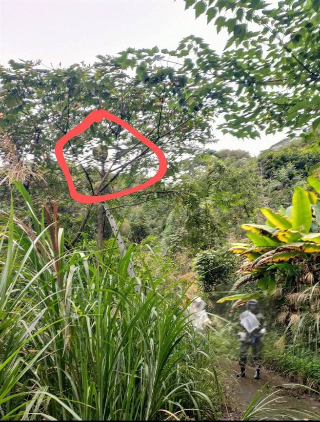 苗栗县南庄乡东河村鹿场部落内通往日警纪念碑的步道出现1个大型虎头蜂窝。（头份警分局提供／谢明俊苗栗传真）
