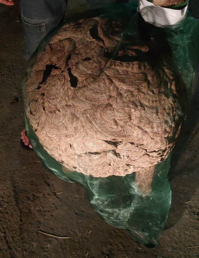 陆家所长高耀芳找来民间专业人士顺利摘除虎头蜂窝。（头份警分局提供／谢明俊苗栗传真）