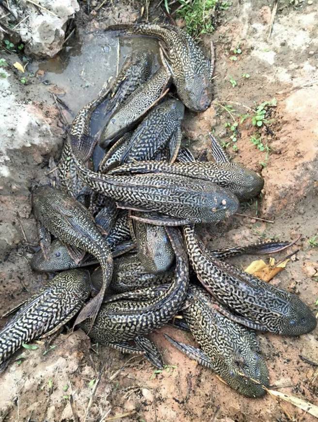 桃園是千塘之鄉，近年來外來種琵琶鼠魚入侵河川、埤塘，威脅到原生物種。（市議員周玉琴提供／陳夢茹桃園傳真）