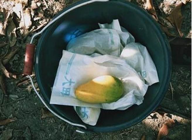 庄姓、杨姓惯窃前年底偷遍田中许多四季芒果果园，让果农跳脚、警方疲于奔命。（警方提供／谢琼云彰化传真）