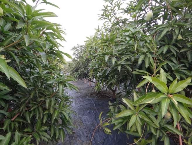 庄姓、杨姓惯窃前年底偷遍田中许多四季芒果果园，让果农跳脚、警方疲于奔命。（警方提供／谢琼云彰化传真）