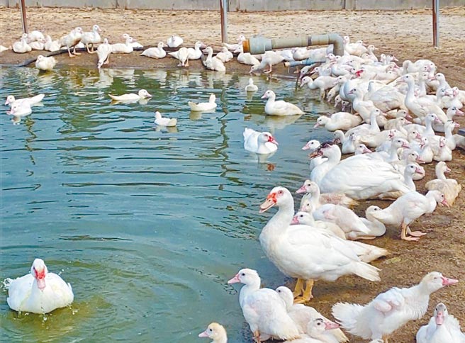 台南市六甲区一处番鸭养殖场怕年底需求减少，今年减少番鸭养殖数量。（读者提供／刘秀芬台南传真）