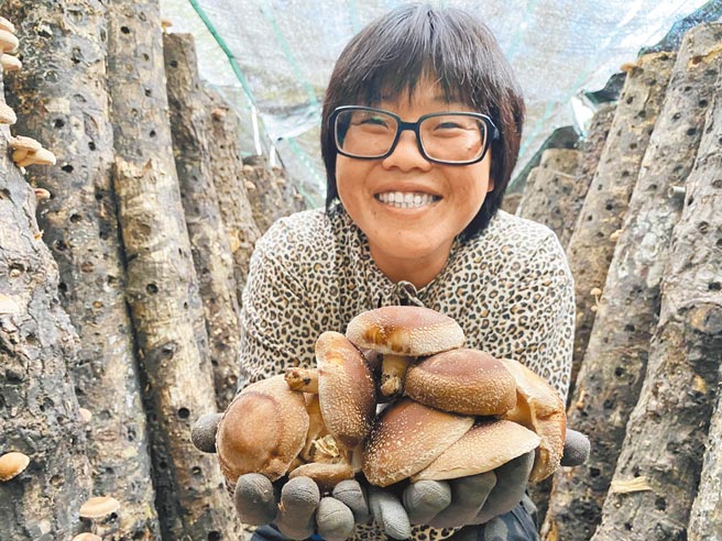 台東縣東河鄉的椴木香菇農李如玉表示，圓規颱風外圍環流降低氣溫、帶來水氣，讓香菇順利生長。（蔡旻妤攝）