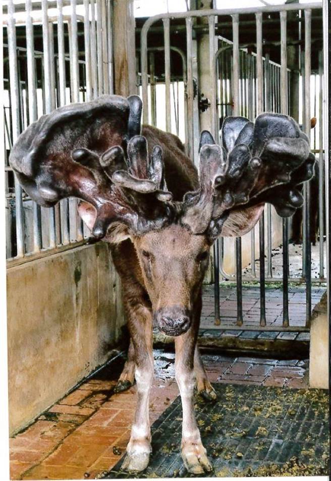 大茸組冠軍水鹿所產一對鹿茸，以429.8兩重冠傲群雄，價值近新台幣40萬元。（農委會提供／林良齊台北傳真）