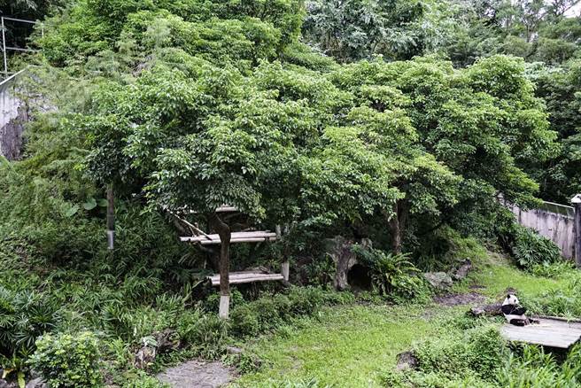 「圓寶」經過了半年成長，已是個活潑大寶寶，毀樹能力也不遜色，今年秋天是否也會加入「毀樹計畫」呢？（北市立動物園提供／游念育台北傳真）