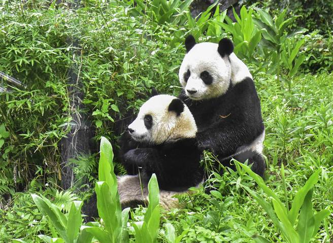 天高雲淡，擁有舒適溫度的涼爽秋冬，非常適合大小朋友到動物園來趟小旅行，拜訪動物朋友。（北市立動物園提供／游念育台北傳真）
