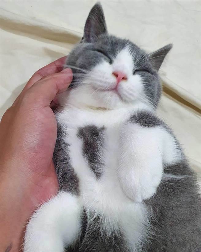 林姓船長、主謀鄭常嘉等人專門挑選名貴貓種，例如搶手的英國短毛貓。（示意圖，非當事貓／袁庭堯高雄傳真）