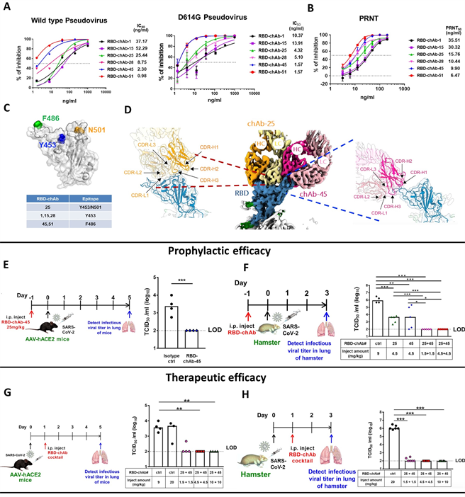 中研院细胞与个体生物研究所特聘研究员吴汉忠率领研究团队，使用抗体鸡尾酒疗法，用来减少新冠病毒变异病毒株所产生的抗药性。(中研院提供／李侑珊台北传真)
