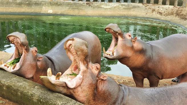 全台独有！捆草球喂食互动，六福村河马体验抢鲜登场。（六福村提供）