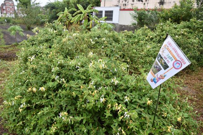 苗栗县特殊教育关怀协会目前在苗栗市内承租的天使农场，栽种金银花等农作。（谢明俊摄）