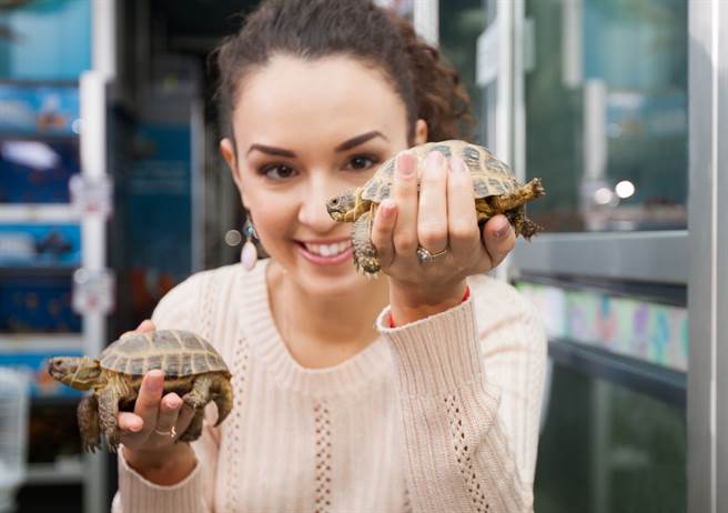 一名女子饲养20年的宠物龟失窃，寻获时已经成为红烧乌龟。（示意图／shutterstock）