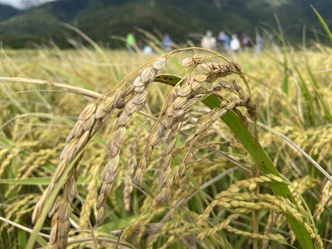 台东县关山镇稻米因气候影响，出现整株枯死、稻米空包弹的状况。（蔡旻妤摄）