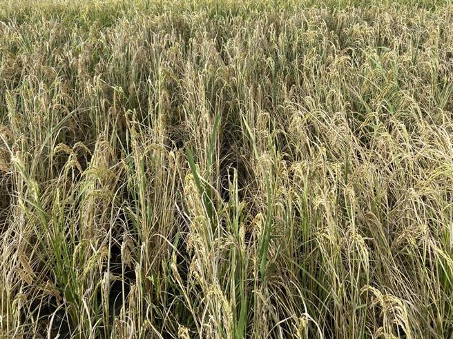 台东县关山镇稻米因气候影响，出现整株枯死、稻米空包弹的状况。（蔡旻妤摄）