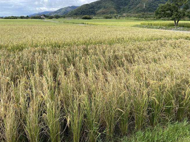 台东县关山镇稻米因气候影响，出现整株枯死、稻米空包弹的状况。（蔡旻妤摄）