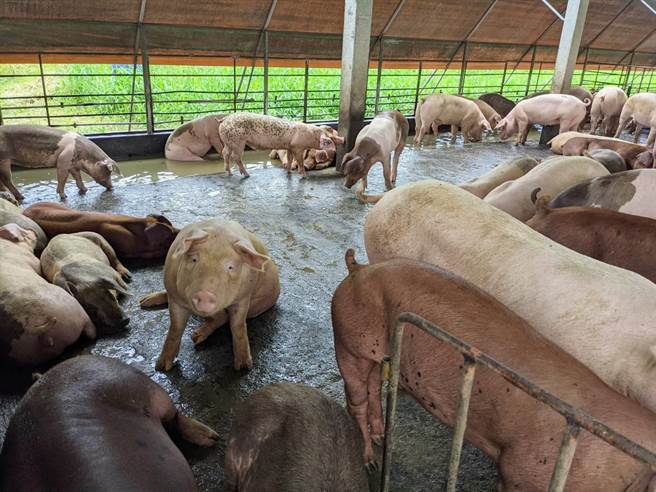 符合「小型養豬（戶）場退場補助」資格養豬場，即日起至明年1月31日前，可向轄區的區公所提出申請。（台南市農業局提供／劉秀芬台南傳真）