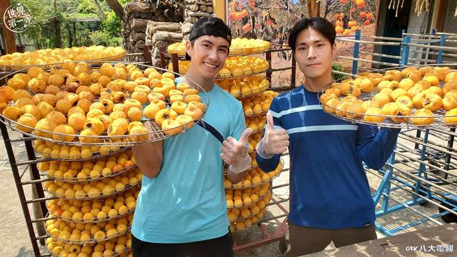 唐振剛(右)、潘君侖(左)與新竹職人學做柿餅 。（八大提供）