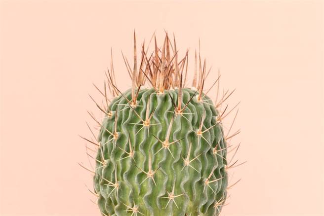 仙人掌可吸收电脑辐射？ 眼科医师这么说。(示意图/Shutterstock)