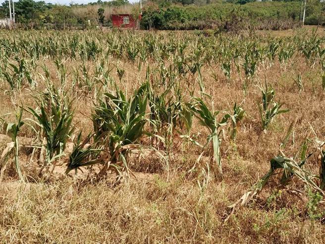 金门今年水情持续不佳，秋作高粱大受影响。（金门县府农林科提供）