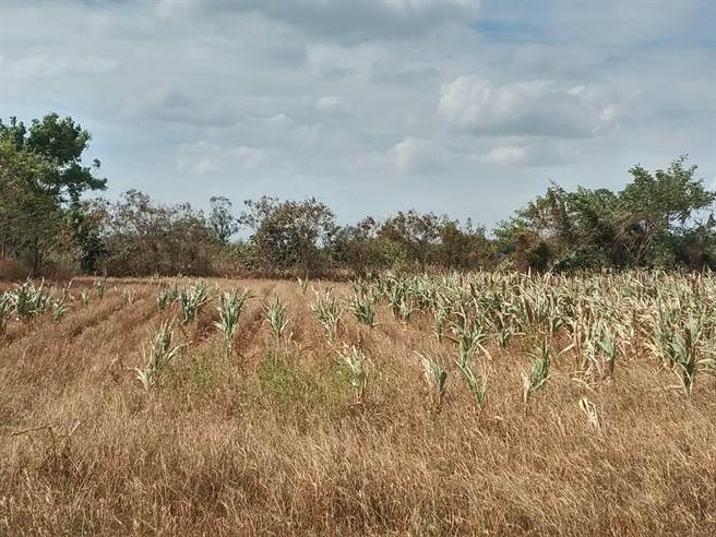 农委会昨公告金门县高粱为「农业天然灾害现金救助地区」，符合申请者每公顷将补助1万6000元救助金。（金门县府农林科提供）