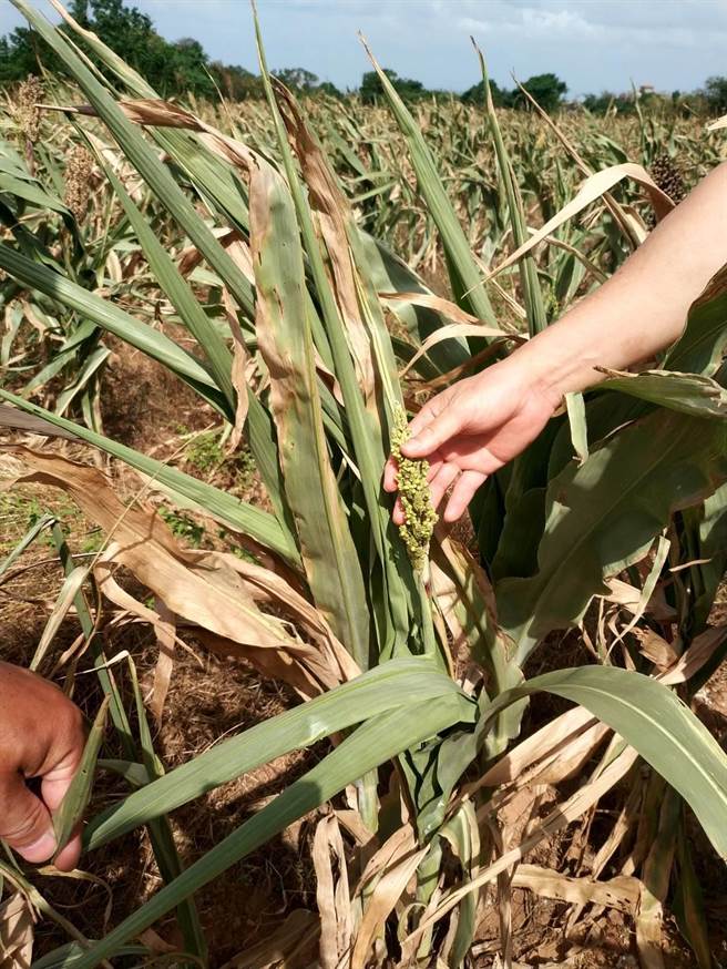 金门今年降雨量累计仅427.5毫米，导致秋作高粱结穗不良。（金门县府农林科提供）
