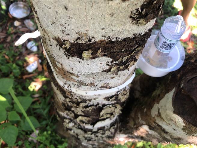 疣胸琉璃蚁虽不会直接危害农作物，但农业处建议农友，可使用液态饵剂诱杀，必要时使用皂素等免登记天然植物保护资材喷施植株上蚁群，降低田间族群密度。（花莲县府提供／王志伟花莲传真）