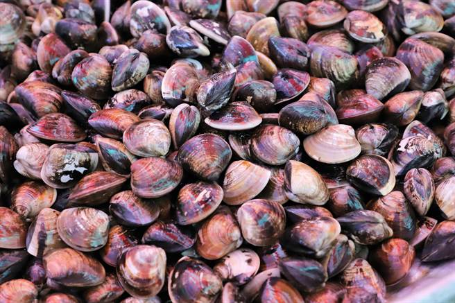 雲林縣文蛤養殖面積超過3300公頃，年產量達3萬1000噸，占全國6成以上，是國內文蛤最重要的產地，今年育成率較往年增加3成以上，肉質比往年豐肥。（周麗蘭攝）