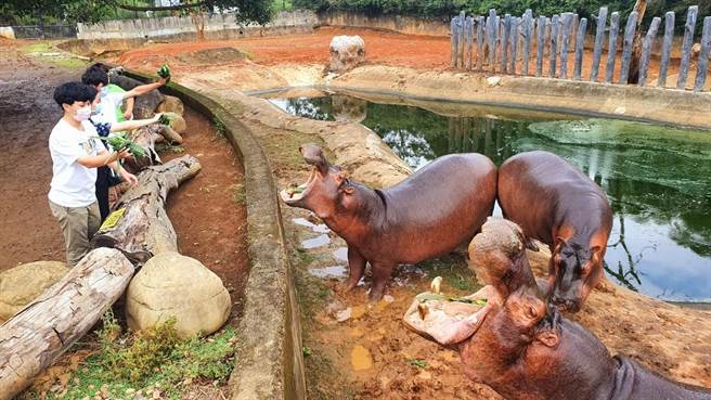 六福村推出全台唯一河馬互動體驗，讓遊客近距離感受河馬進食的震撼畫面。（六福村提供）