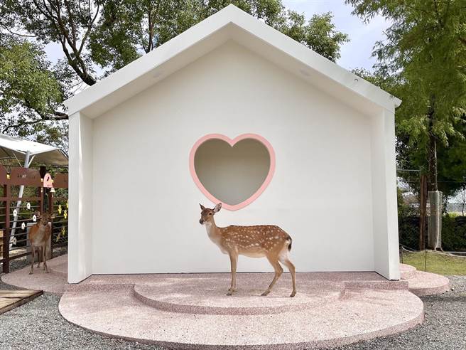 斑比山丘新打造「爱情小屋」，透过喂食小鹿可换算生命灵数，在屋内领取爱情诗籤。（何书青摄）