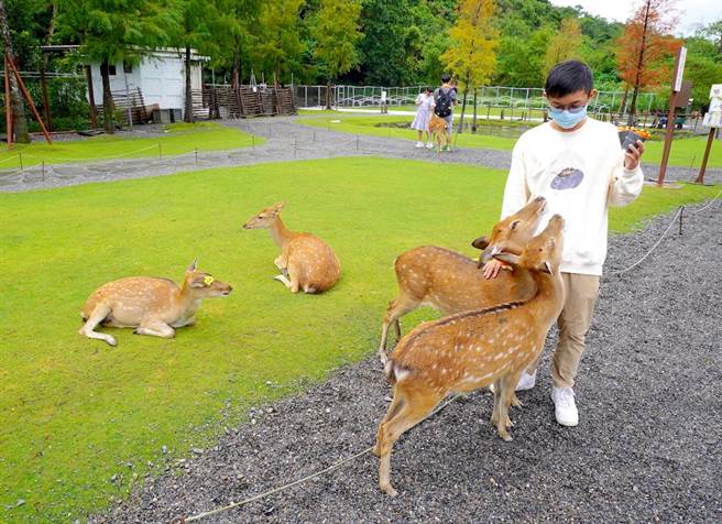 游客可以喂食梅花鹿们，与牠们零距离互动。（何书青摄）
