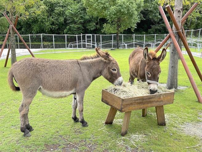 斑比山丘今年新领养的2头可爱驴子也让许多游客疯拍。（何书青摄）