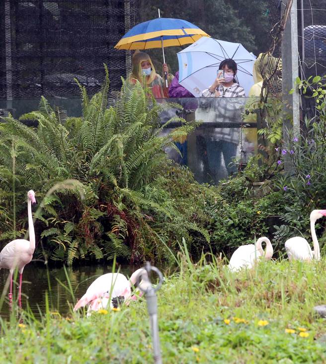 台北市虽然下起大雨，民眾仍穿戴雨具到动物园游玩。（赵双杰摄）