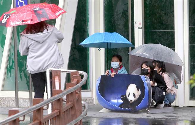 台北市虽然下起大雨，民眾仍穿戴雨具到动物园游玩并拍照留念。（赵双杰摄）