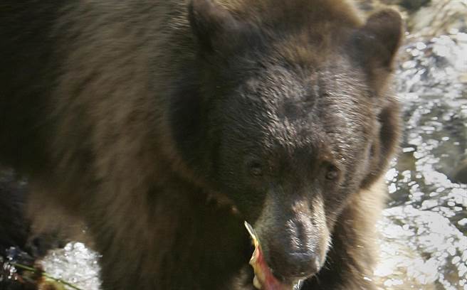 梅德维夫徒手杀死棕熊(路透社资料照)