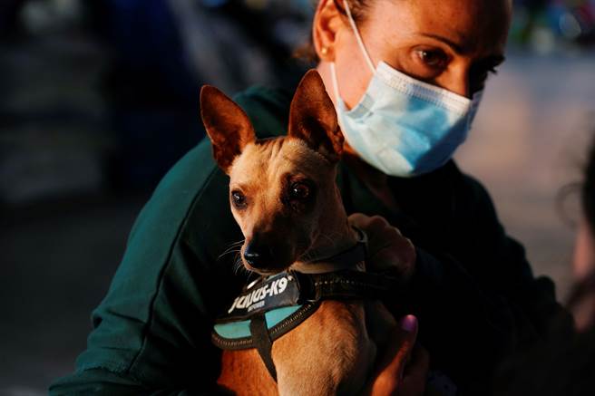 一位婦女將他所發現的流浪狗帶到收容中心。（圖／路透）