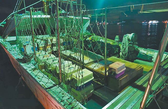 新北市籍「顺发886」渔船8月走私名种猫遭海巡署破获，害154只猫全数被迫安乐死，9人全依《惩治走私条例》起诉。（本报资料照片）