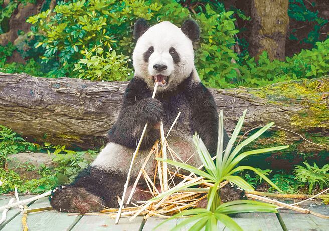 天氣逐漸轉涼，動物園開始會讓「團團」、「圓仔」和「圓圓」輪流到戶外活動場，此為「團團」在戶外野餐相當愜意。（台北市立動物園提供／游念育台北傳真）
