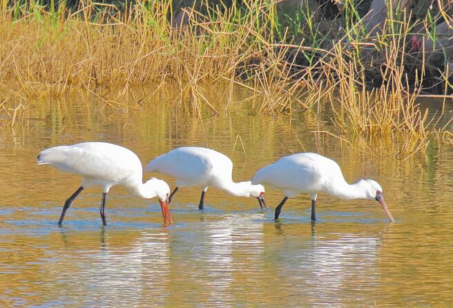 澎湖鸟友在天人湖园区发现今年首批2只国宝级黑面琵鹭优游觅食。（鸟友陈统壹提供／陈可文澎湖传真）