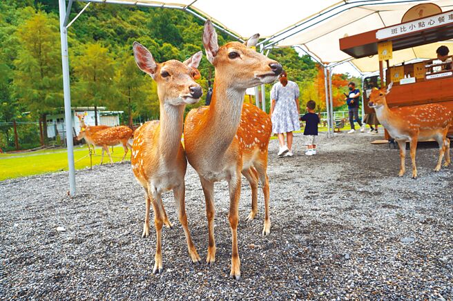 游客可以跟小鹿们零距离互动。（何书青摄）